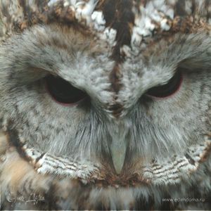 Фотография профиля