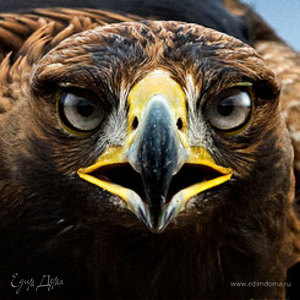 Фотография профиля