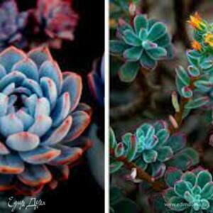 Фотография профиля