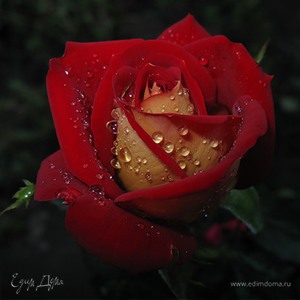 Фотография профиля