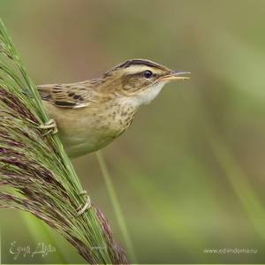 Фотография профиля