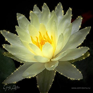 Фотография профиля