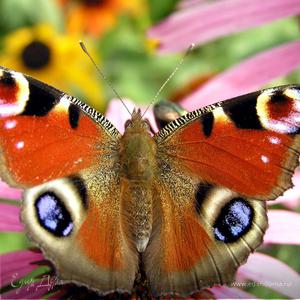 Фотография профиля