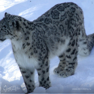 Фотография профиля