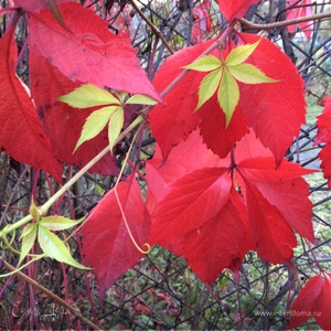 Фотография профиля
