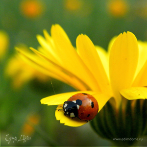 Фотография профиля