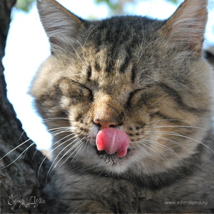 Фотография профиля