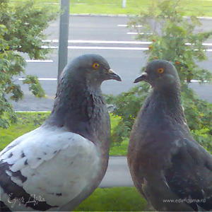 Фотография профиля