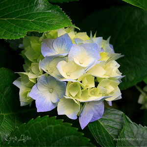 Фотография профиля