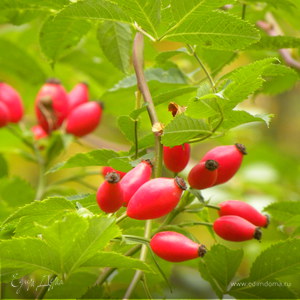 Фотография профиля