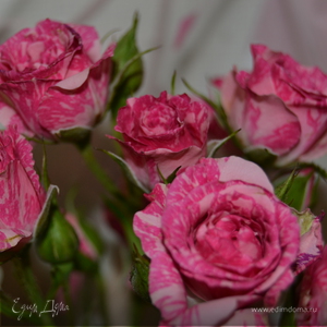 Фотография профиля