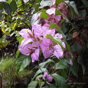 Фотография профиля