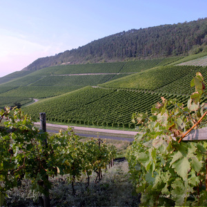 Фотография профиля