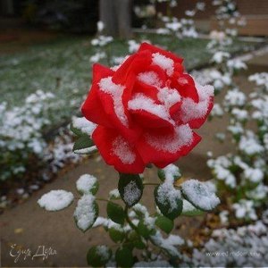 Фотография профиля