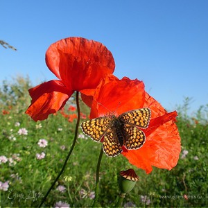 Фотография профиля