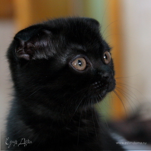 Фотография профиля