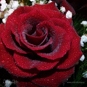 Фотография профиля