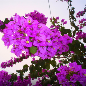 Фотография профиля