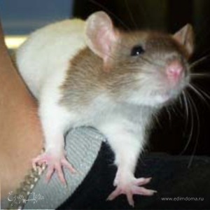 Фотография профиля