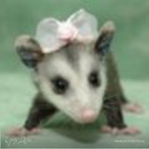 Фотография профиля