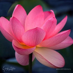 Фотография профиля