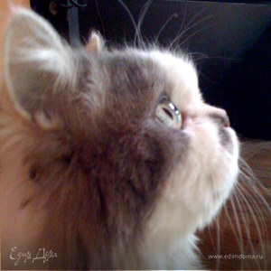 Фотография профиля