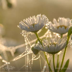 Фотография профиля
