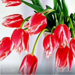 Фотография профиля