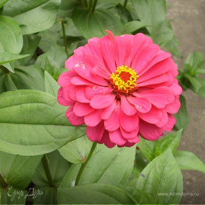 Фотография профиля