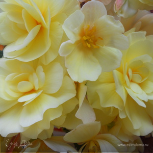 Фотография профиля