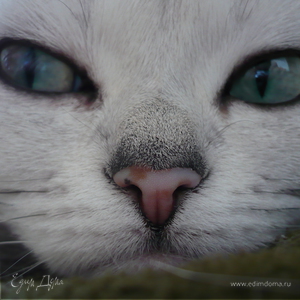 Фотография профиля