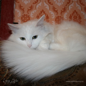 Фотография профиля