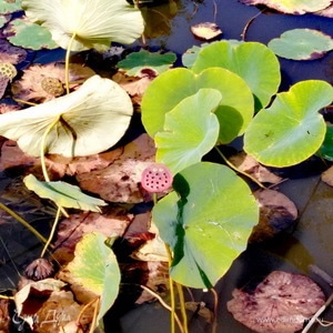 Фотография профиля