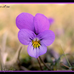 Фотография профиля