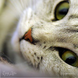 Фотография профиля