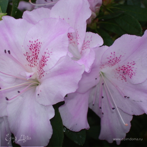 Фотография профиля