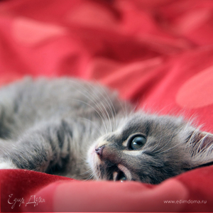 Фотография профиля