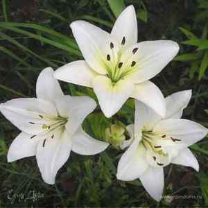 Фотография профиля