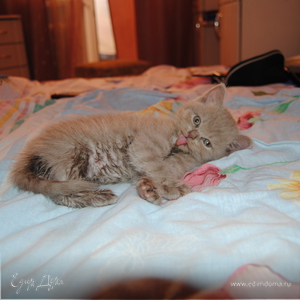 Фотография профиля