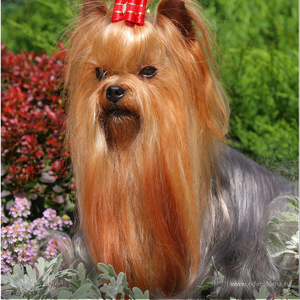 Фотография профиля