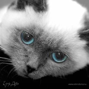 Фотография профиля