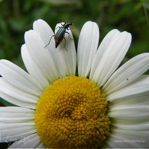 Фотография профиля