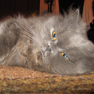 Фотография профиля