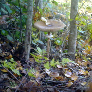 Фотография профиля