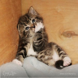 Фотография профиля