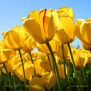 Фотография профиля