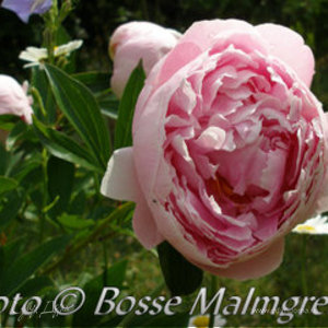 Фотография профиля