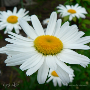 Фотография профиля