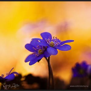 Фотография профиля