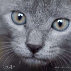 Фотография профиля